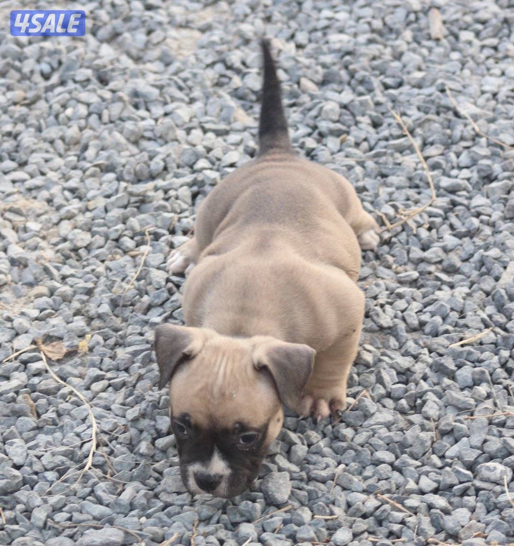 للبيع امريكان بولي شهرين1