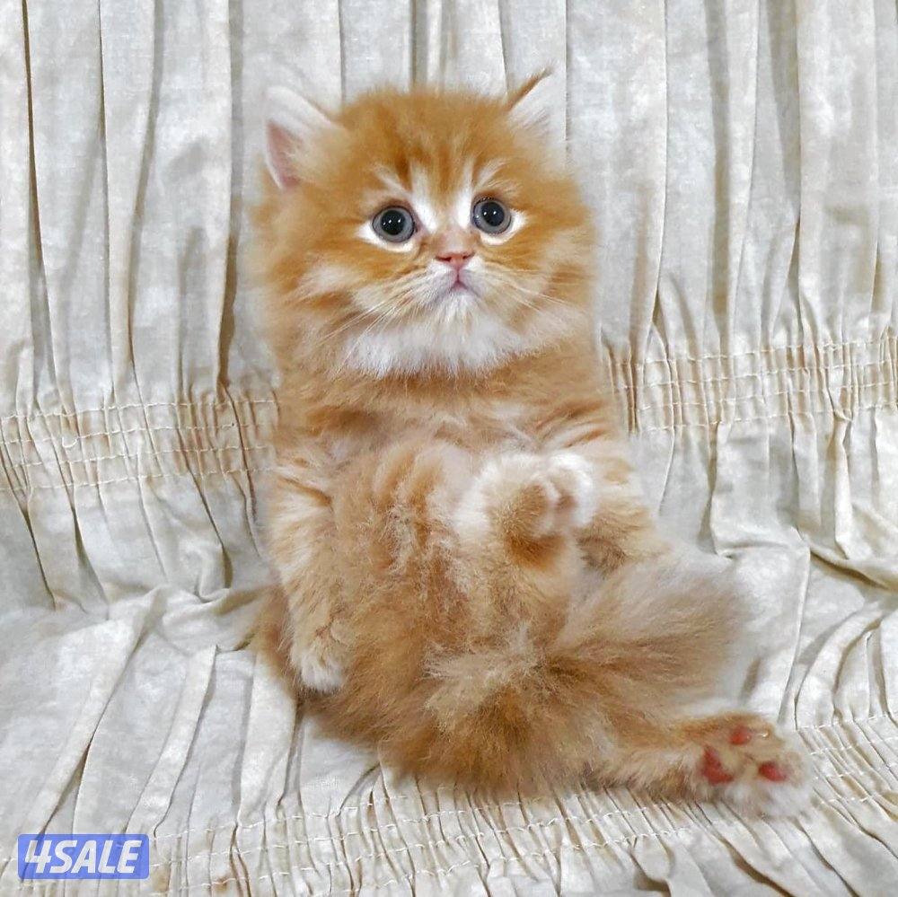 كيتن هولندي مون فيس بيور0