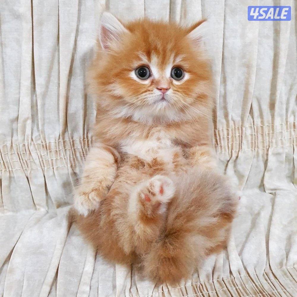 كيتن هولندي مون فيس بيور1