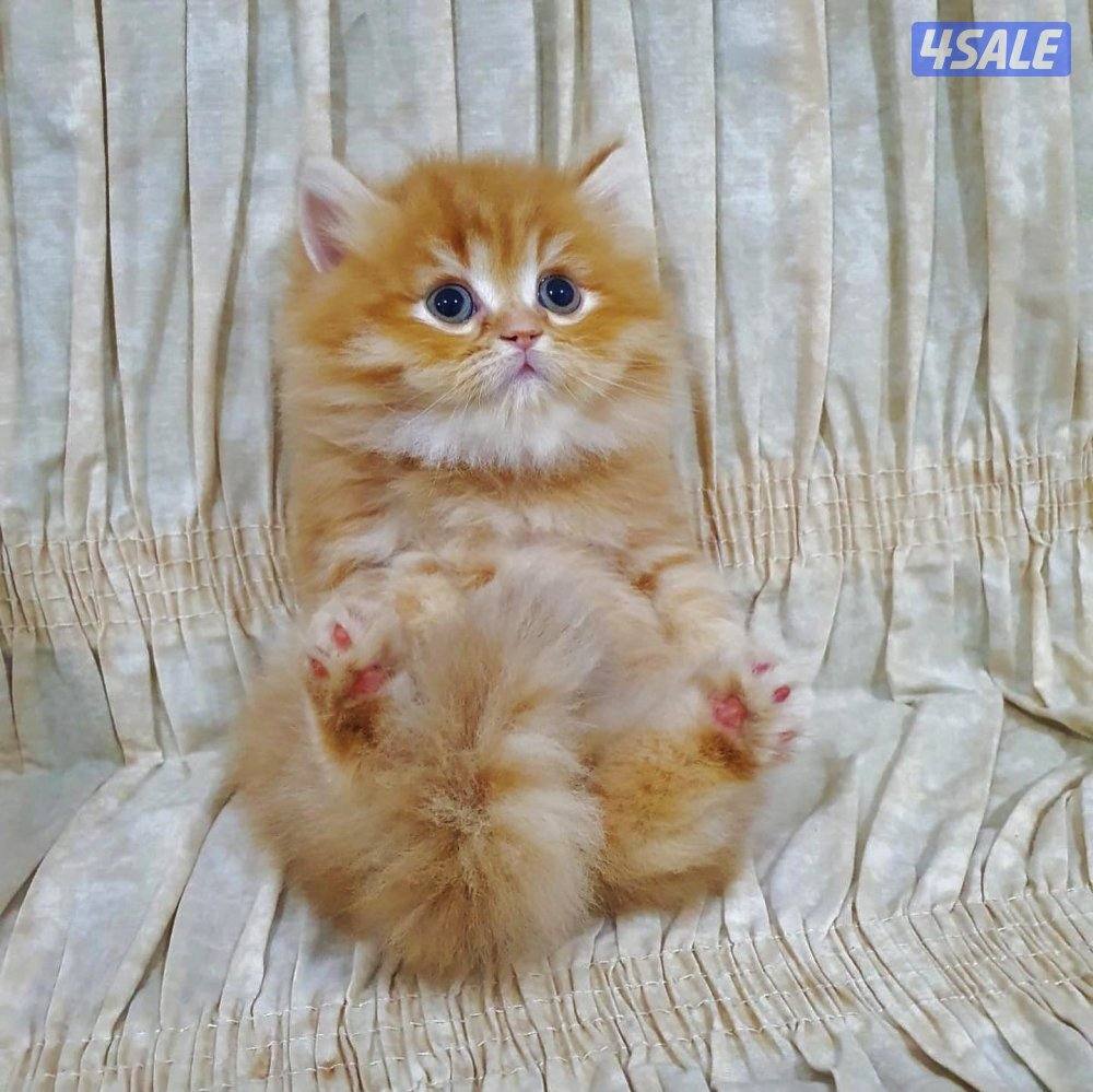 كيتن هولندي مون فيس بيور2