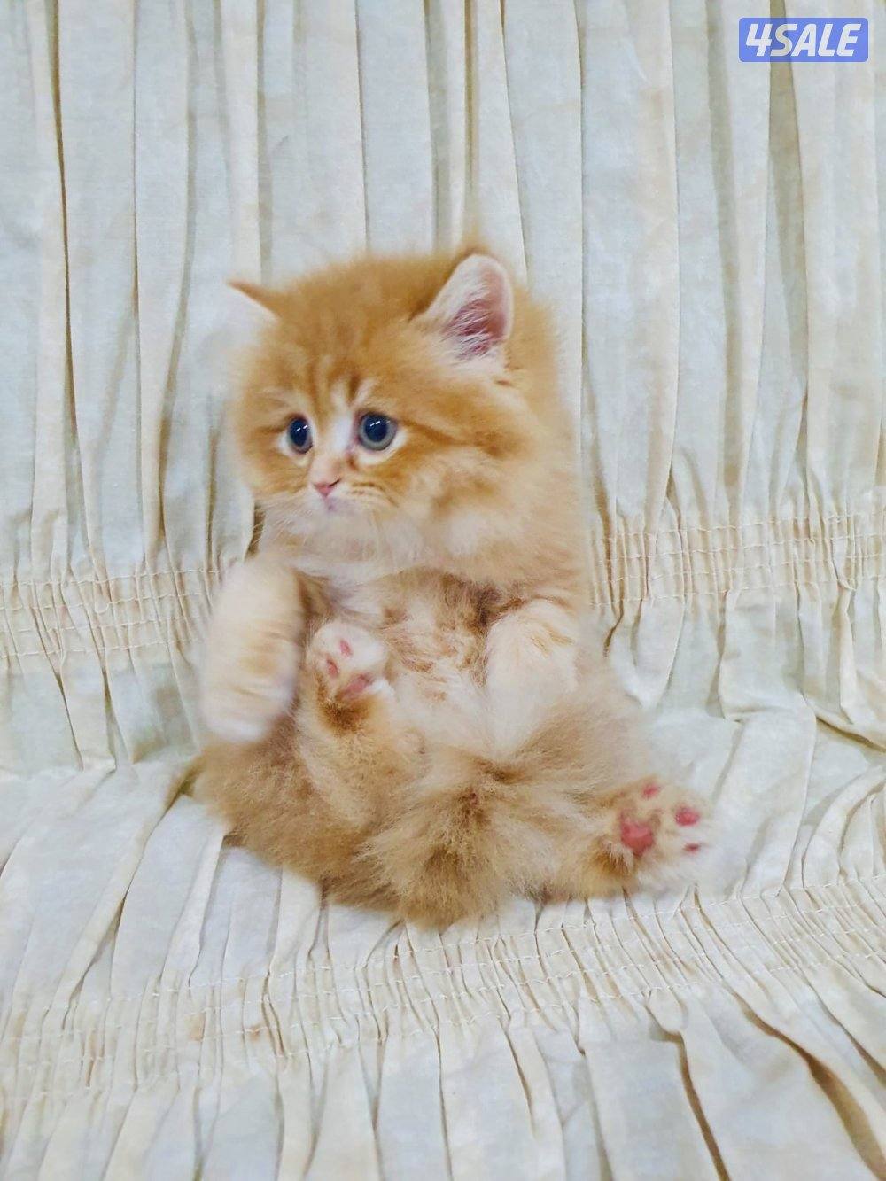 كيتن هولندي مون فيس بيور3