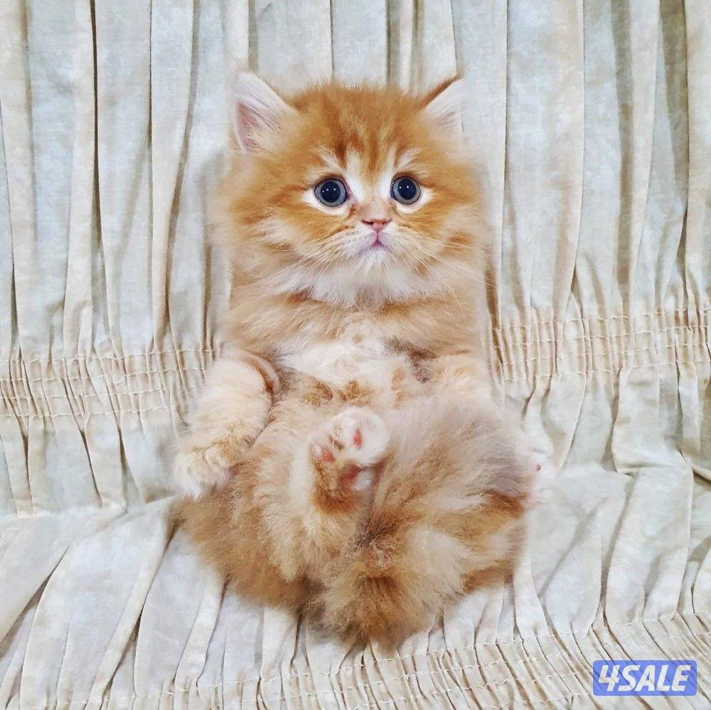 كيتن هولندي مون فيس بيور4