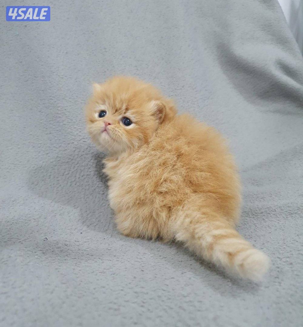 كيتن هولندي مون فيس بيور1