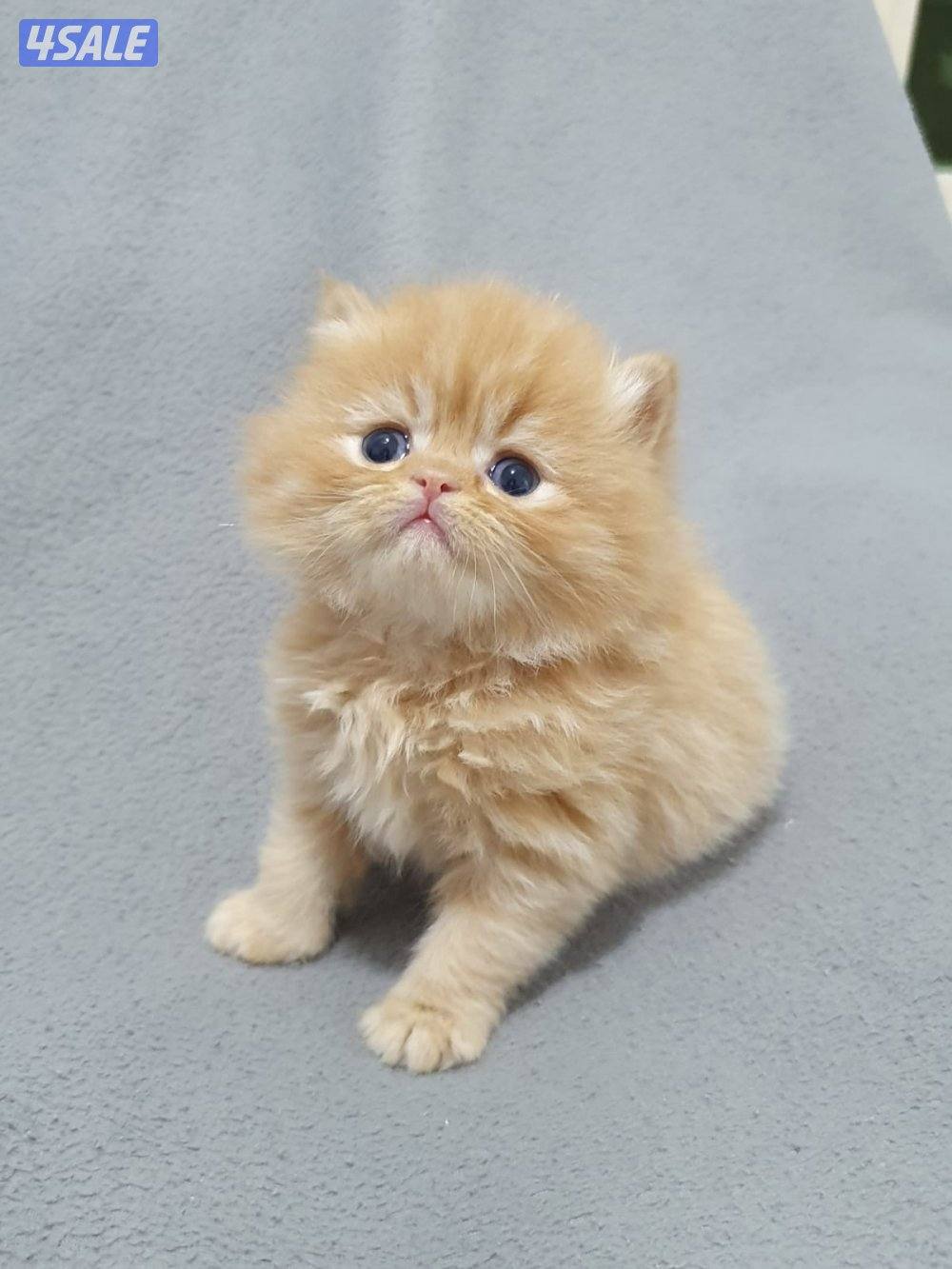 كيتن هولندي مون فيس بيور3