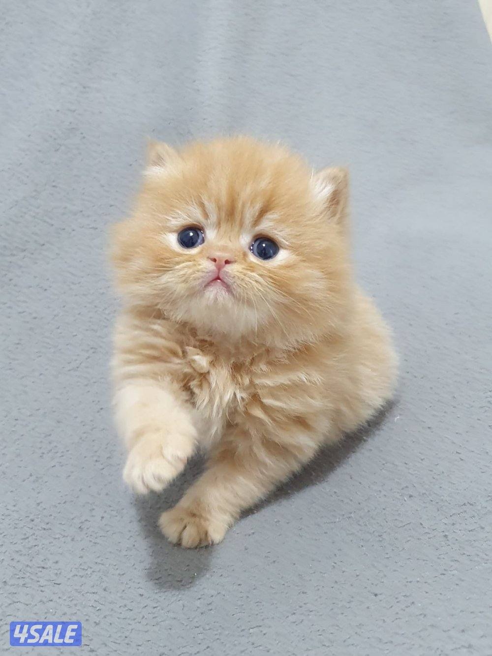 كيتن هولندي مون فيس بيور4