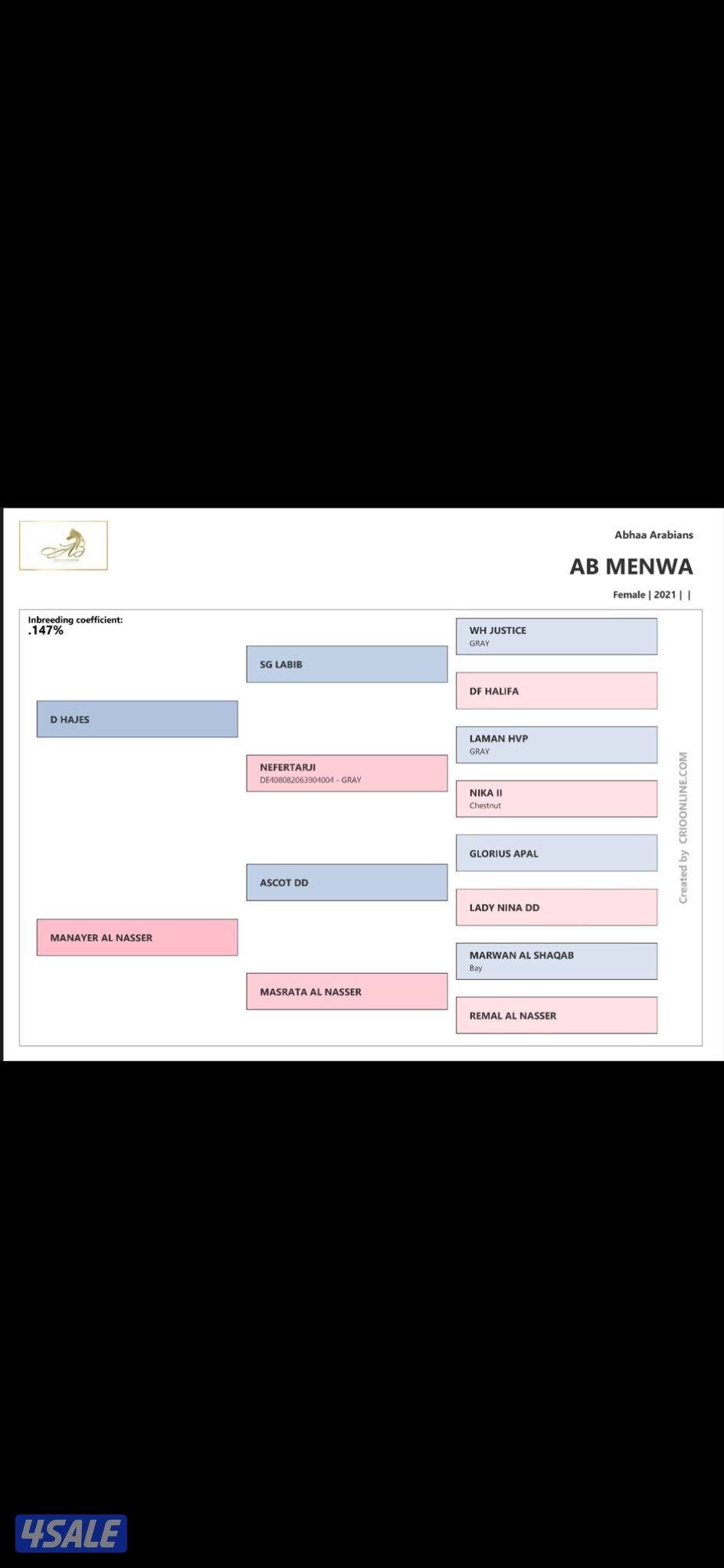 فرس مكس فاخره0