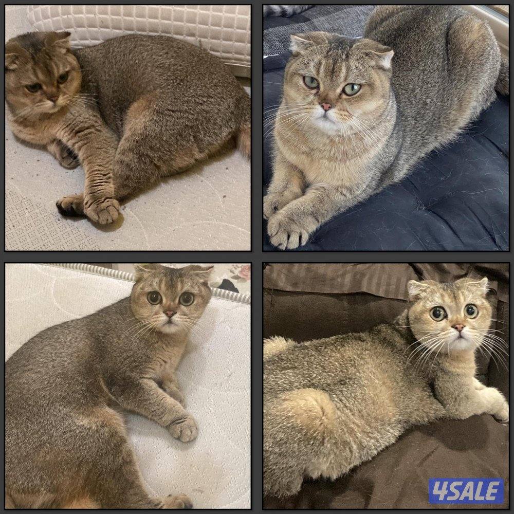 مطلوب قطوة نفس الصور0