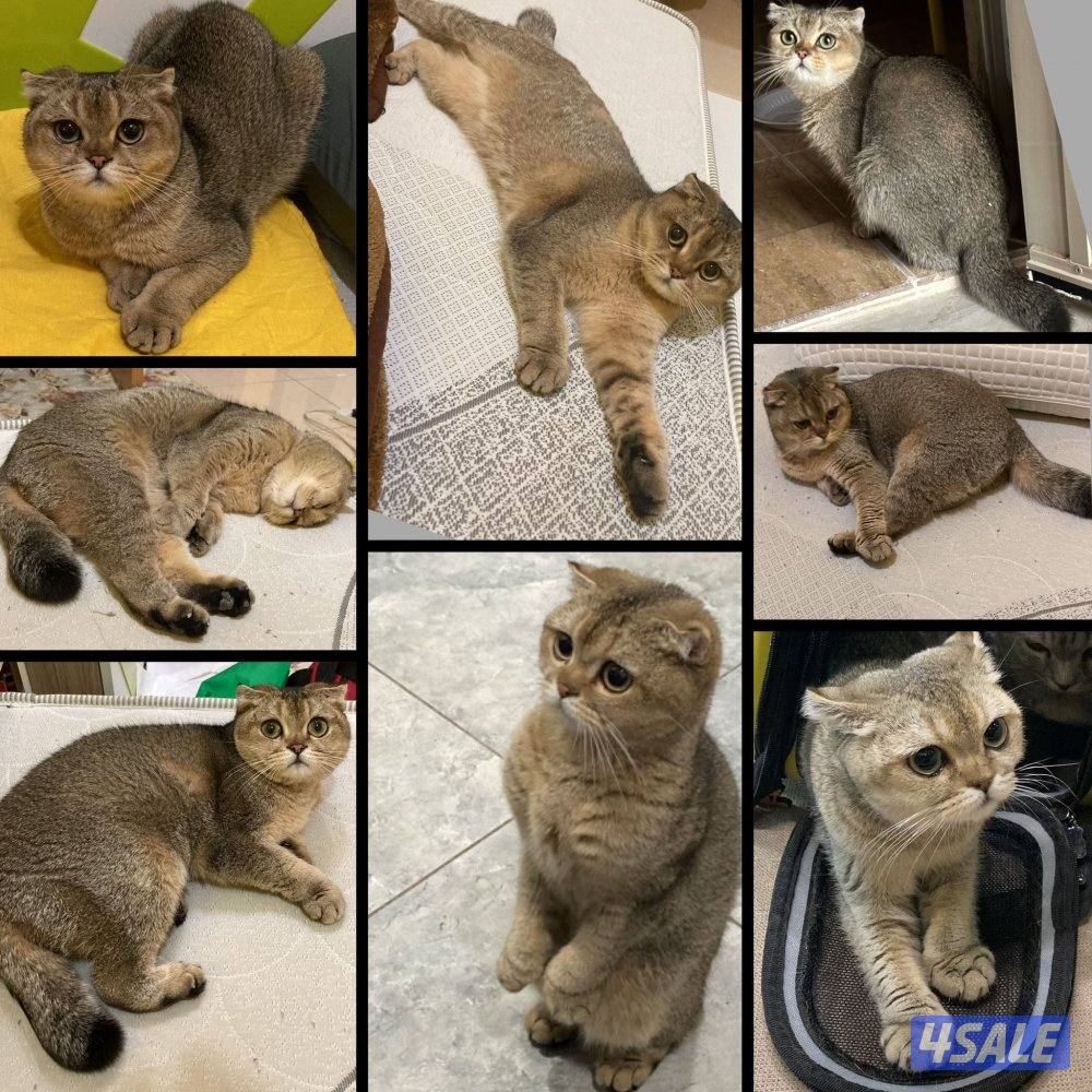 مطلوب قطوة نفس الصور1