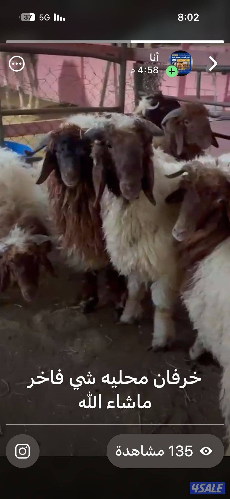 خرفان ذبايح نعيم محلي الاعمار فوق 4 شهور شي فاخر0