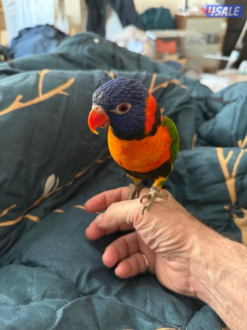 للبيع لوري ربوه1