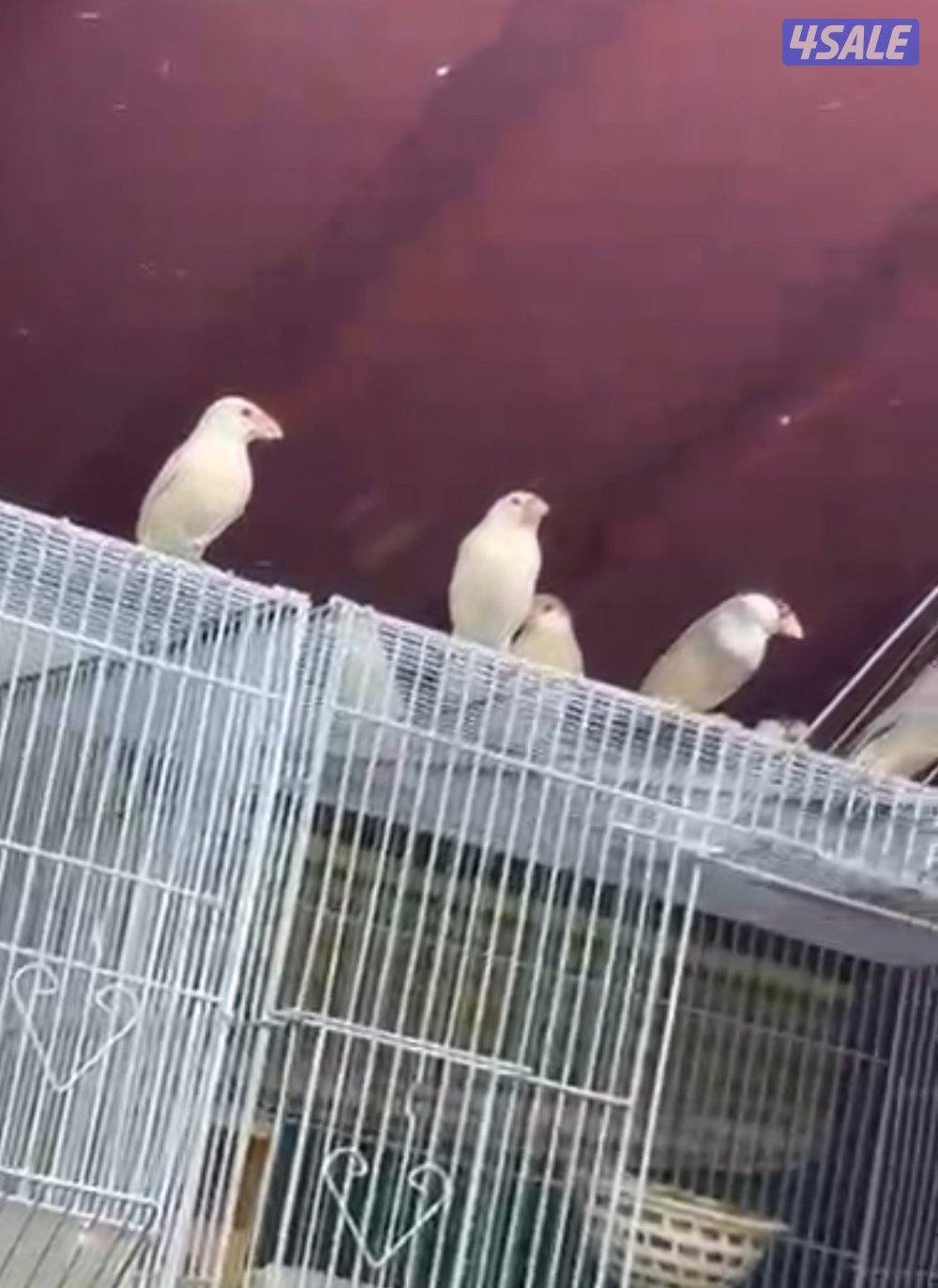 محمية كبيره مشكله الوان  طيور  جاوا مع في طبات و فروخ و بيض1