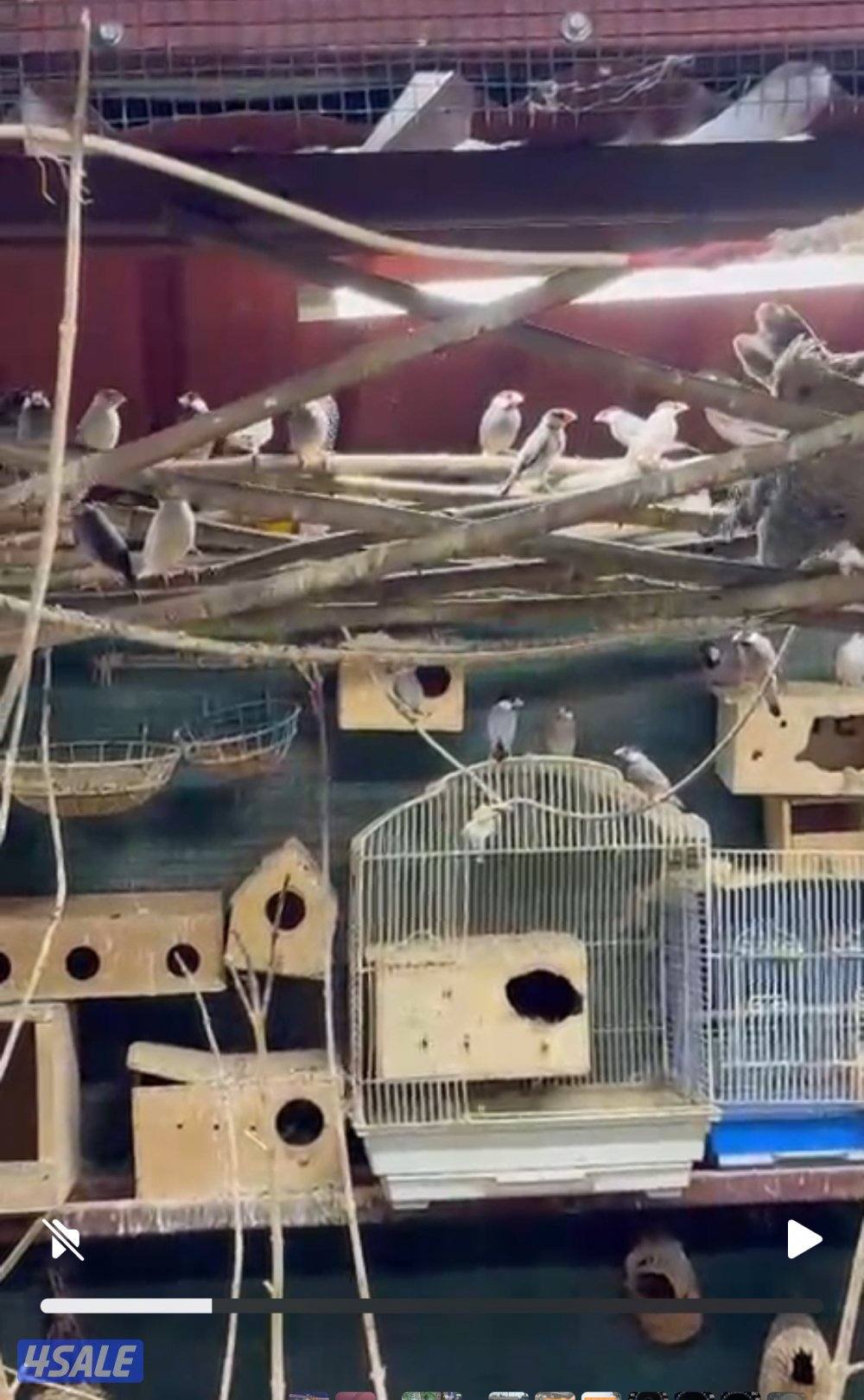 محمية كبيره مشكله الوان  طيور  جاوا مع في طبات و فروخ و بيض2