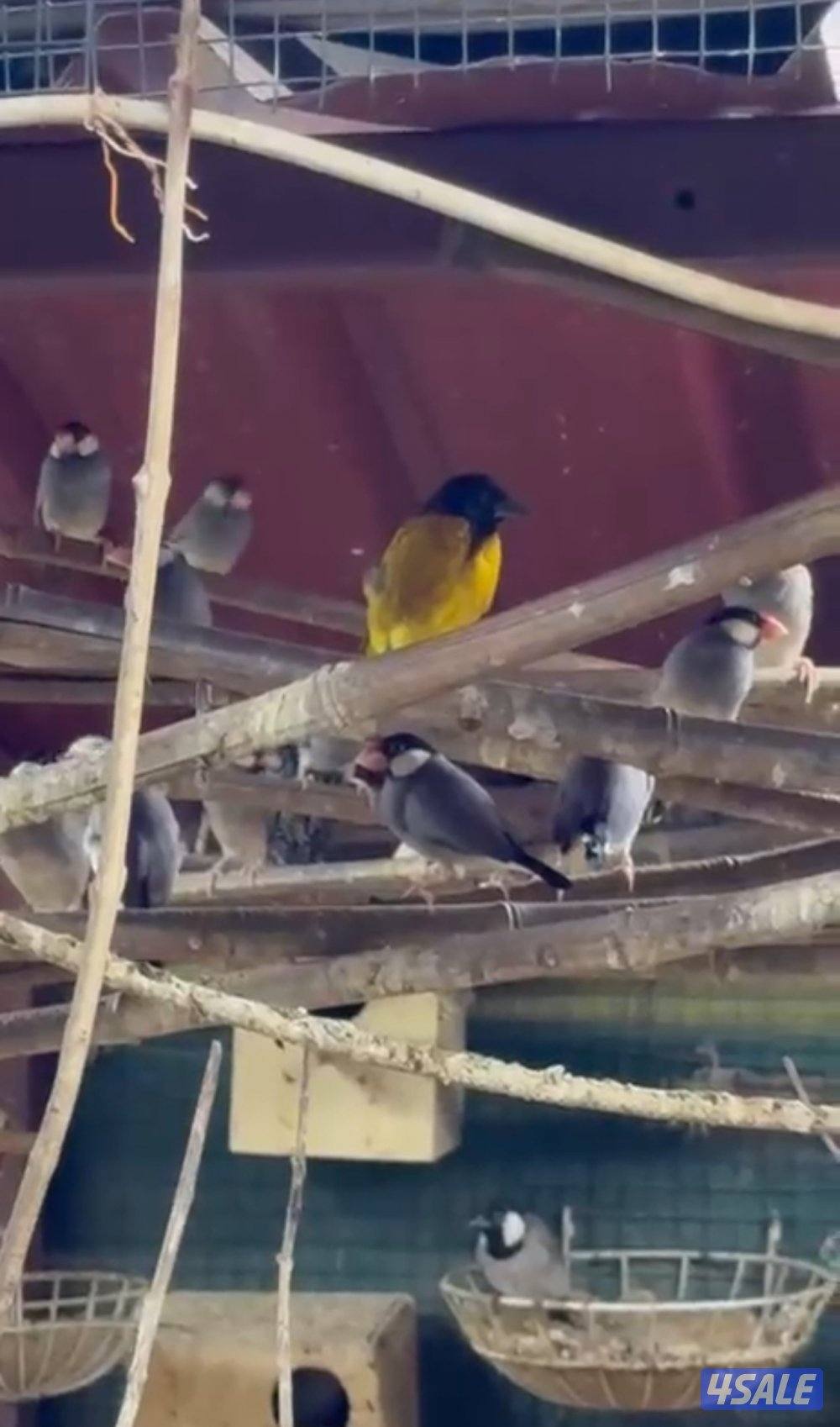 محمية كبيره مشكله الوان  طيور  جاوا مع في طبات و فروخ و بيض3