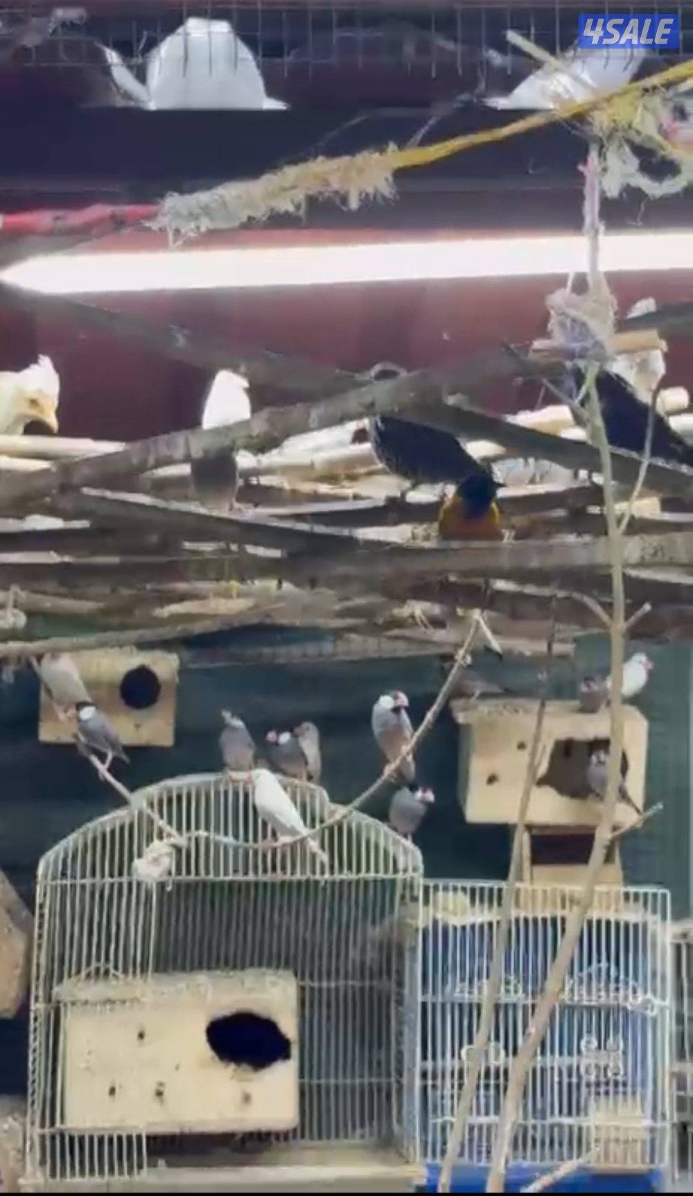 محمية كبيره مشكله الوان  طيور  جاوا مع في طبات و فروخ و بيض5