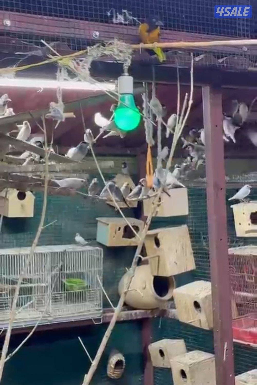 محمية كبيره مشكله الوان  طيور  جاوا مع في طبات و فروخ و بيض4