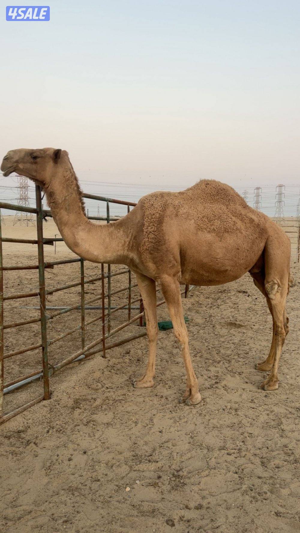 القحه ام ثاني1