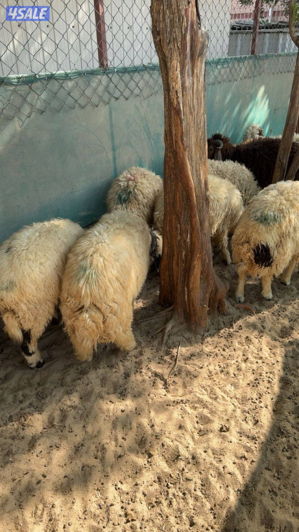 ذبايح شفالي مربوط0