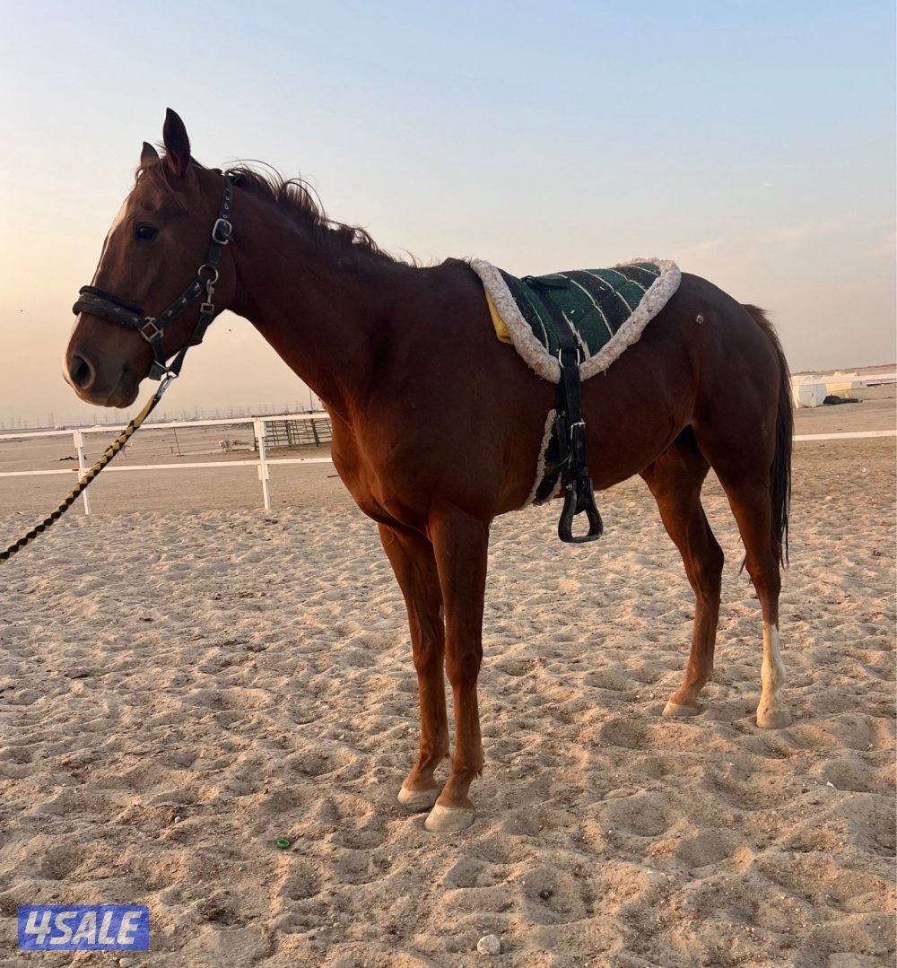 انجليزي اشقر0