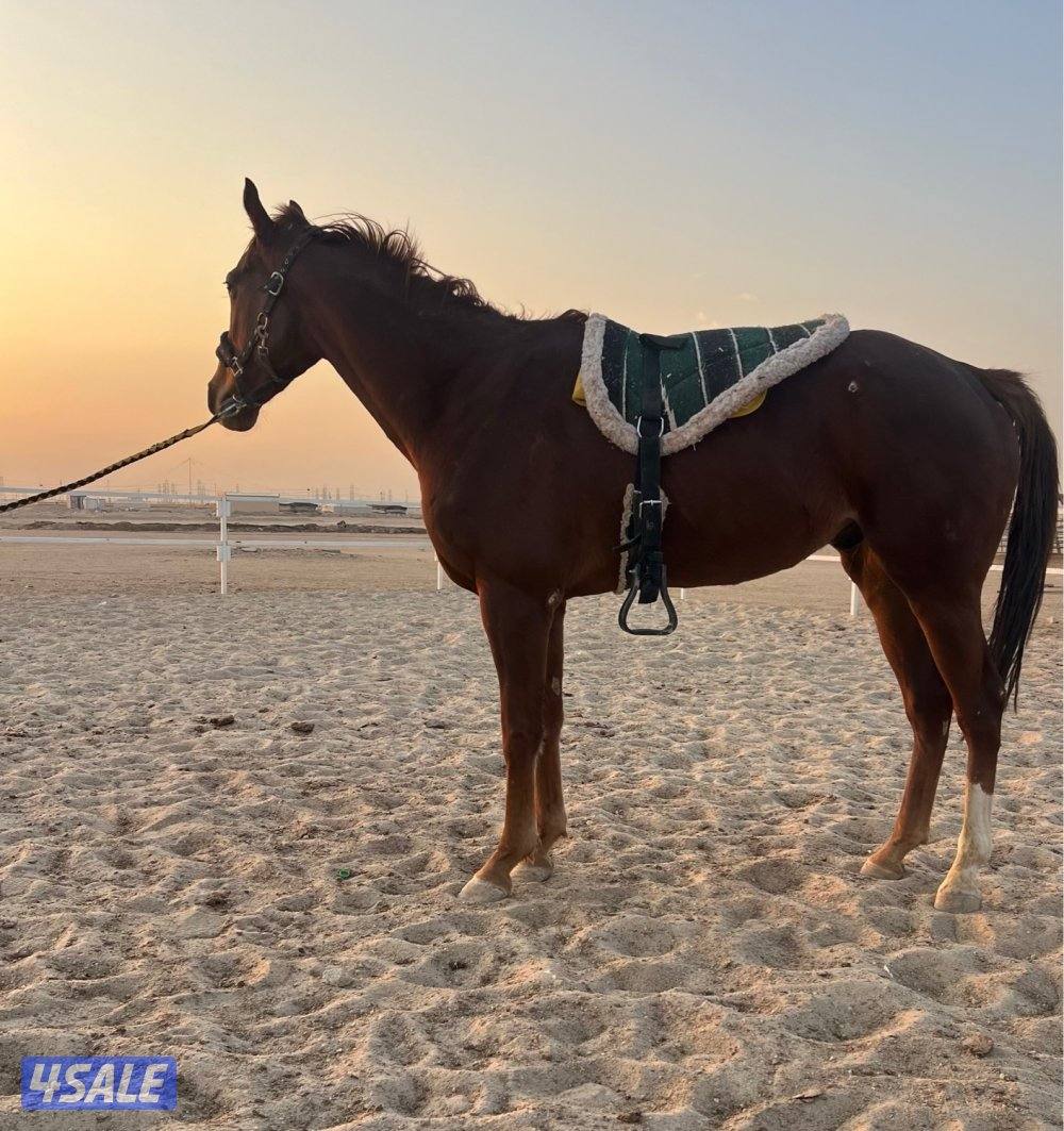 انجليزي اشقر1