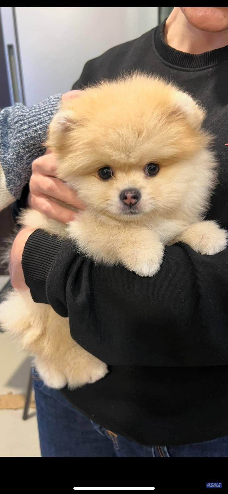 للبيع كلب بومرانيان من سلاله نادره Teddy bear1