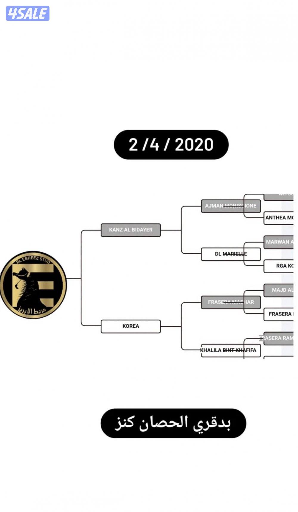 للبيع حصان بولش ولد كنز البداير العمر ٥ سنين رجاء فقط اذا صامل0