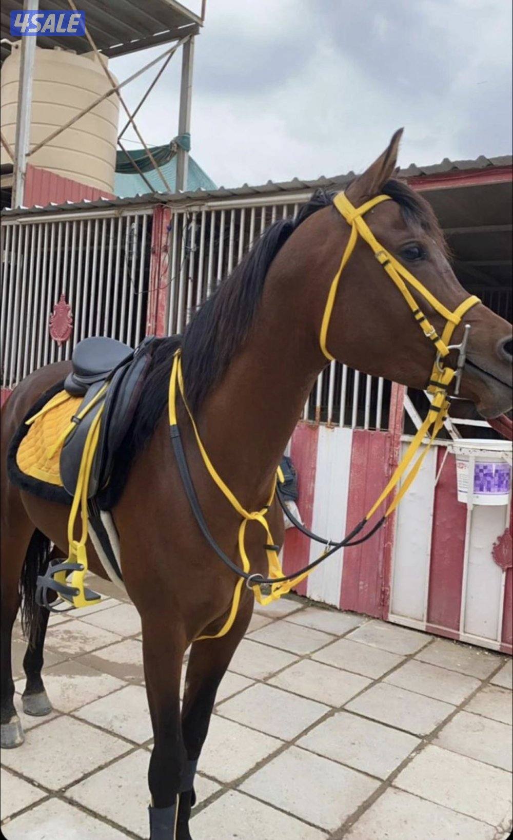 للبيع حصان بولش ولد كنز البداير العمر ٥ سنين رجاء فقط اذا صامل1