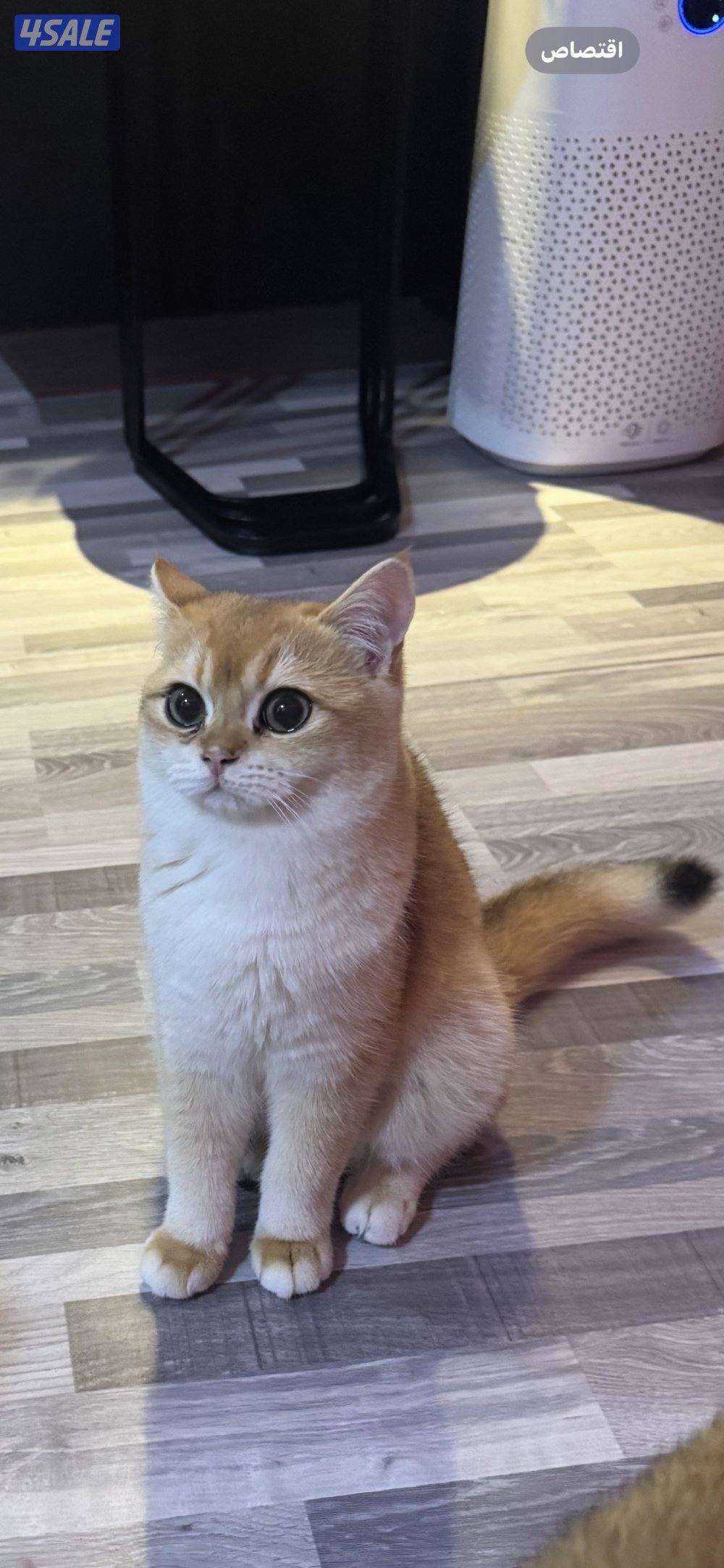 للبيع قطه برتش حامل قريبه على الولاده منفخ مستوى عالي0