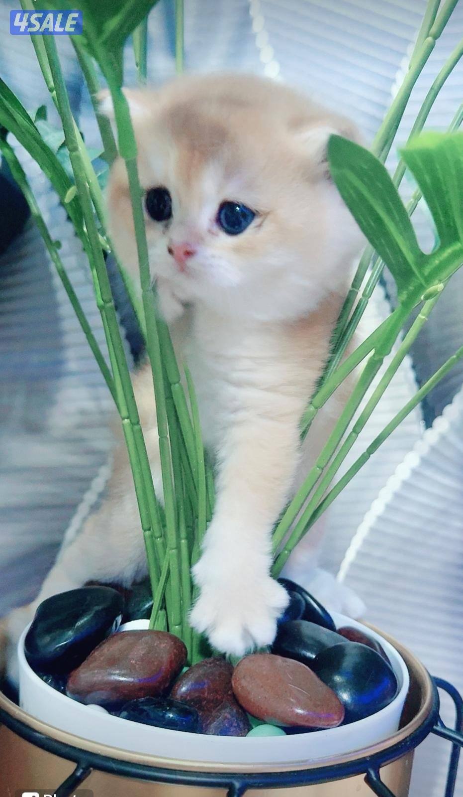 للبيع قطه برتش حامل قريبه على الولاده منفخ مستوى عالي1