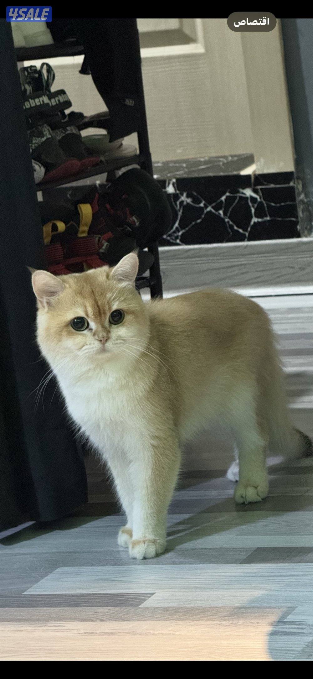 للبيع قطه برتش حامل قريبه على الولاده منفخ مستوى عالي2