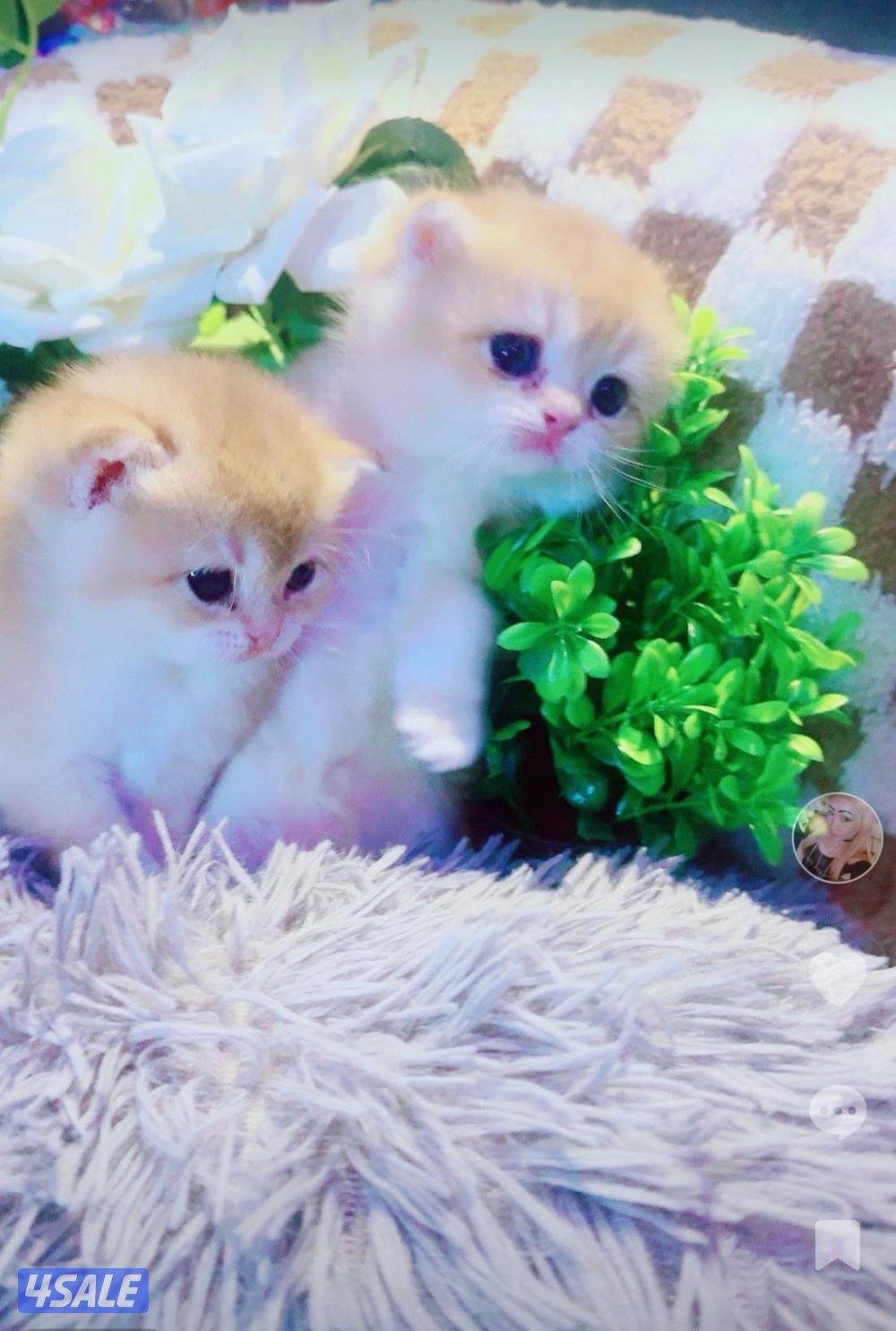 للبيع قطه برتش حامل قريبه على الولاده منفخ مستوى عالي3