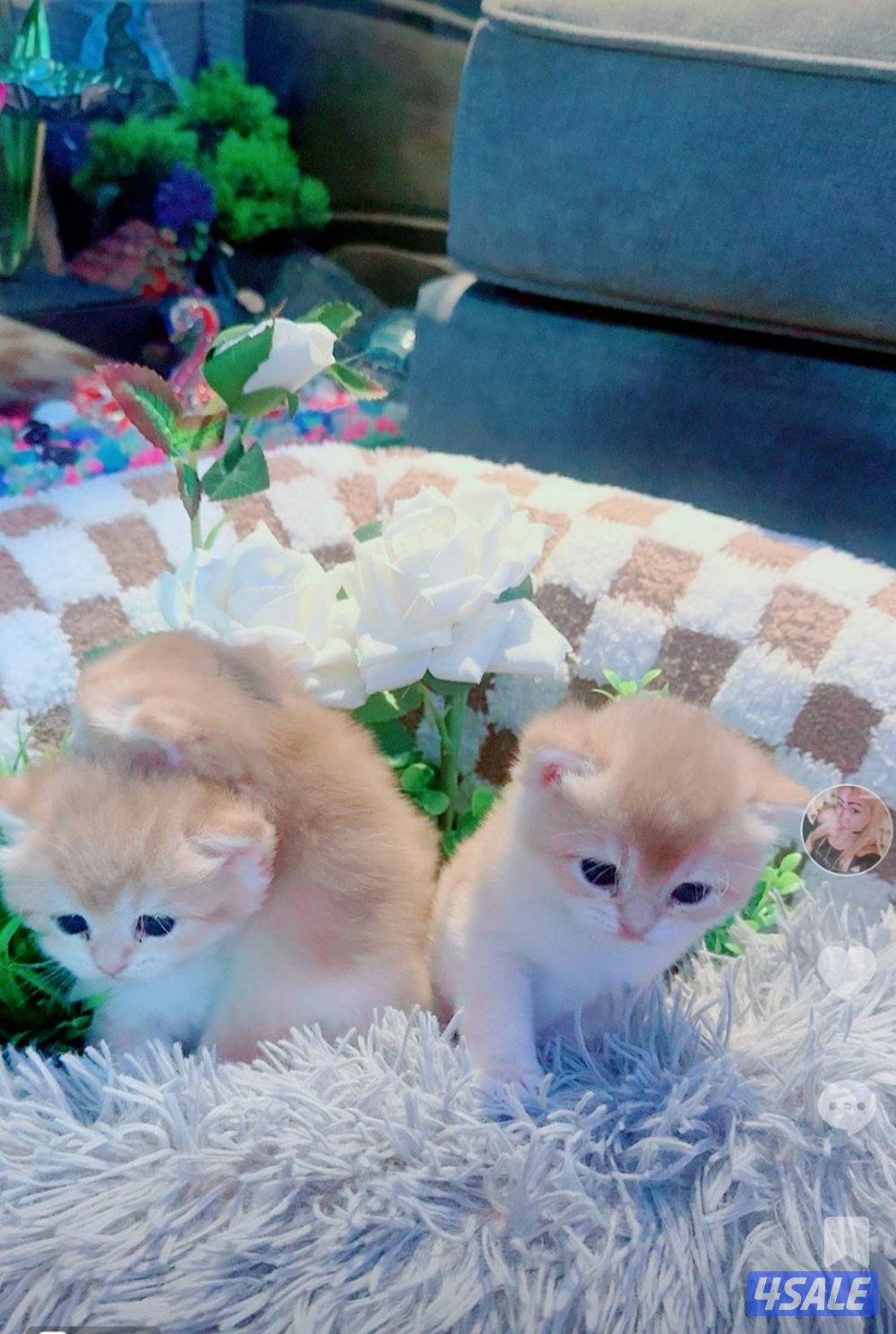 للبيع قطه برتش حامل قريبه على الولاده منفخ مستوى عالي4