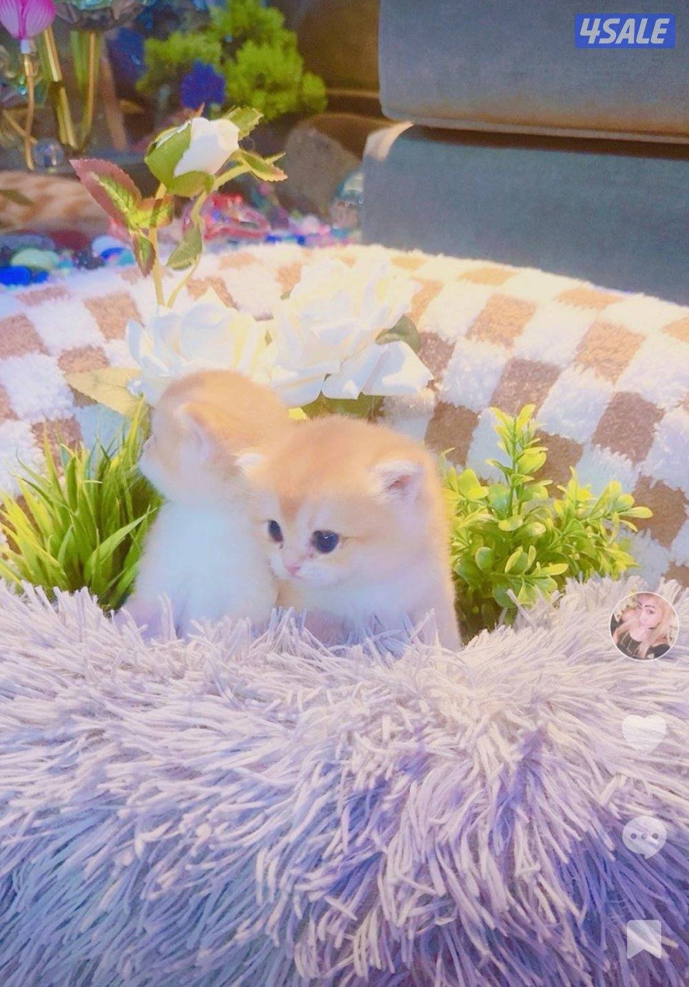 للبيع قطه برتش حامل قريبه على الولاده منفخ مستوى عالي6