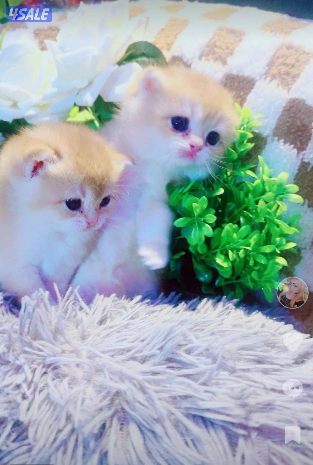 للبيع قطه برتش حامل قريبه على الولاده منفخ مستوى عالي5