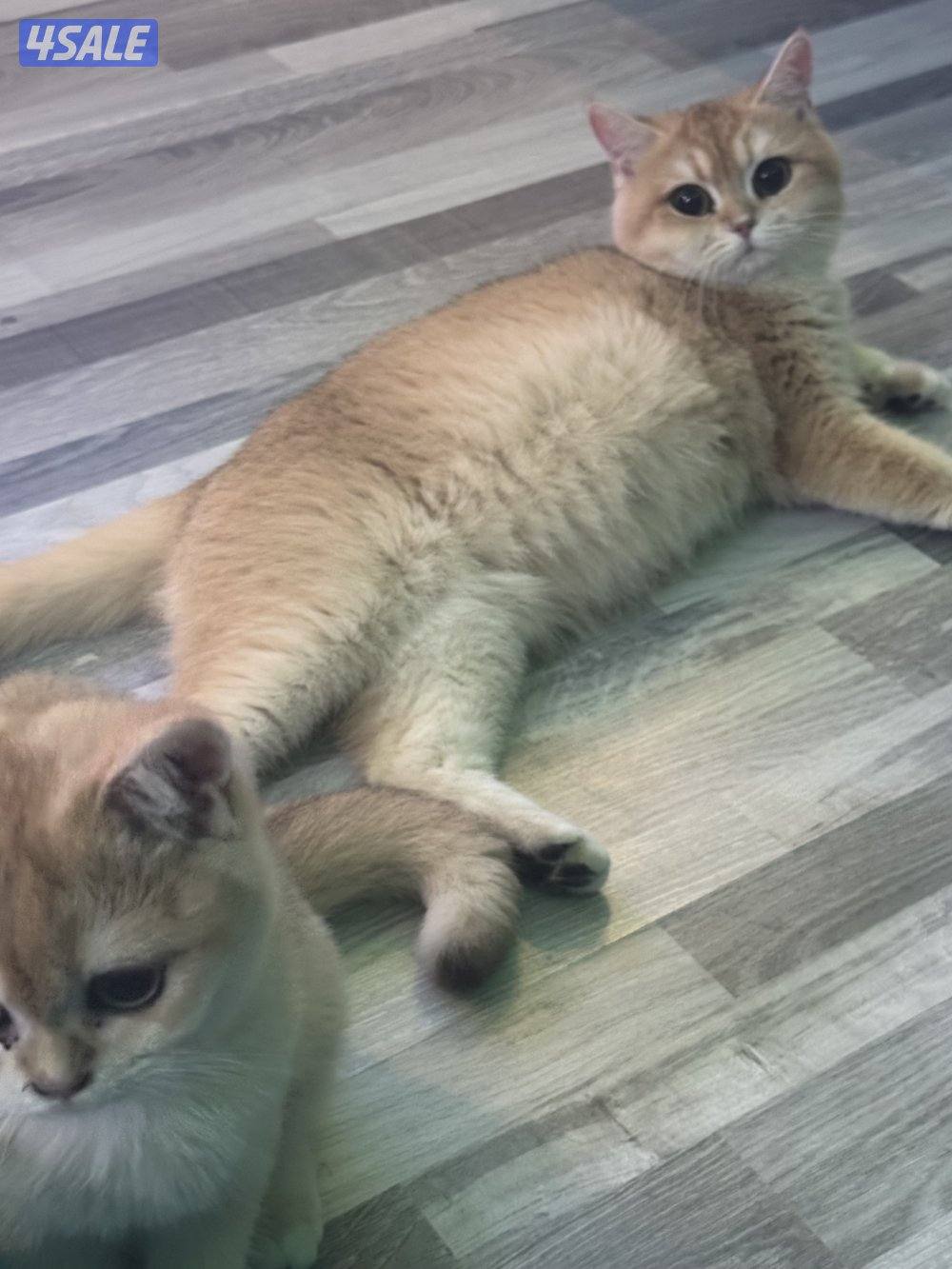 للبيع قطه برتش حامل قريبه على الولاده منفخ مستوى عالي7