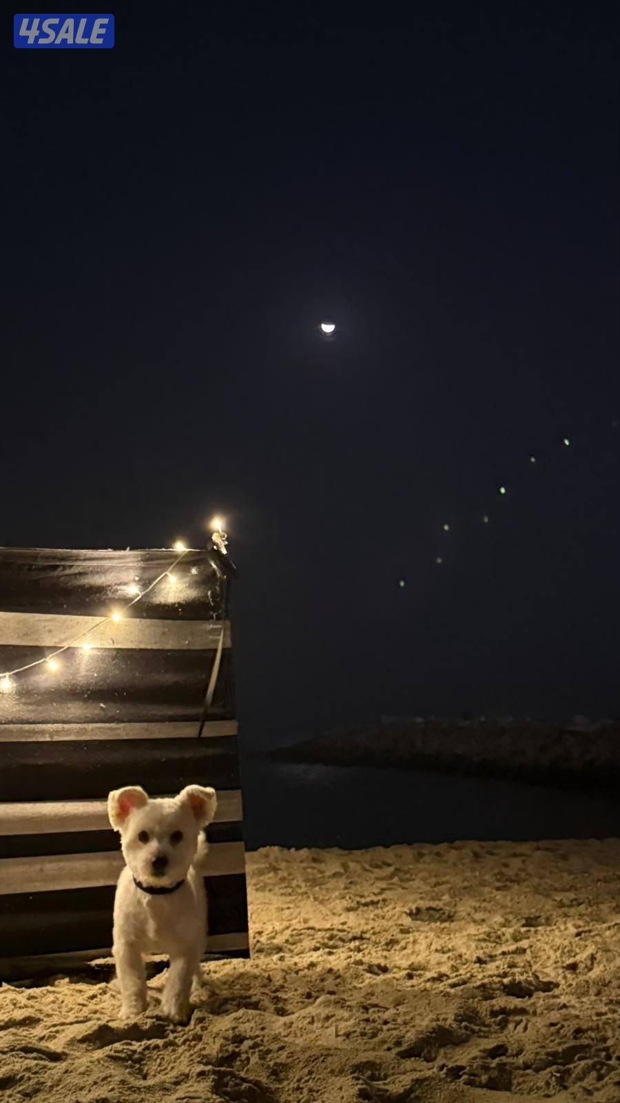 للبيع 🐶 مالتيز0