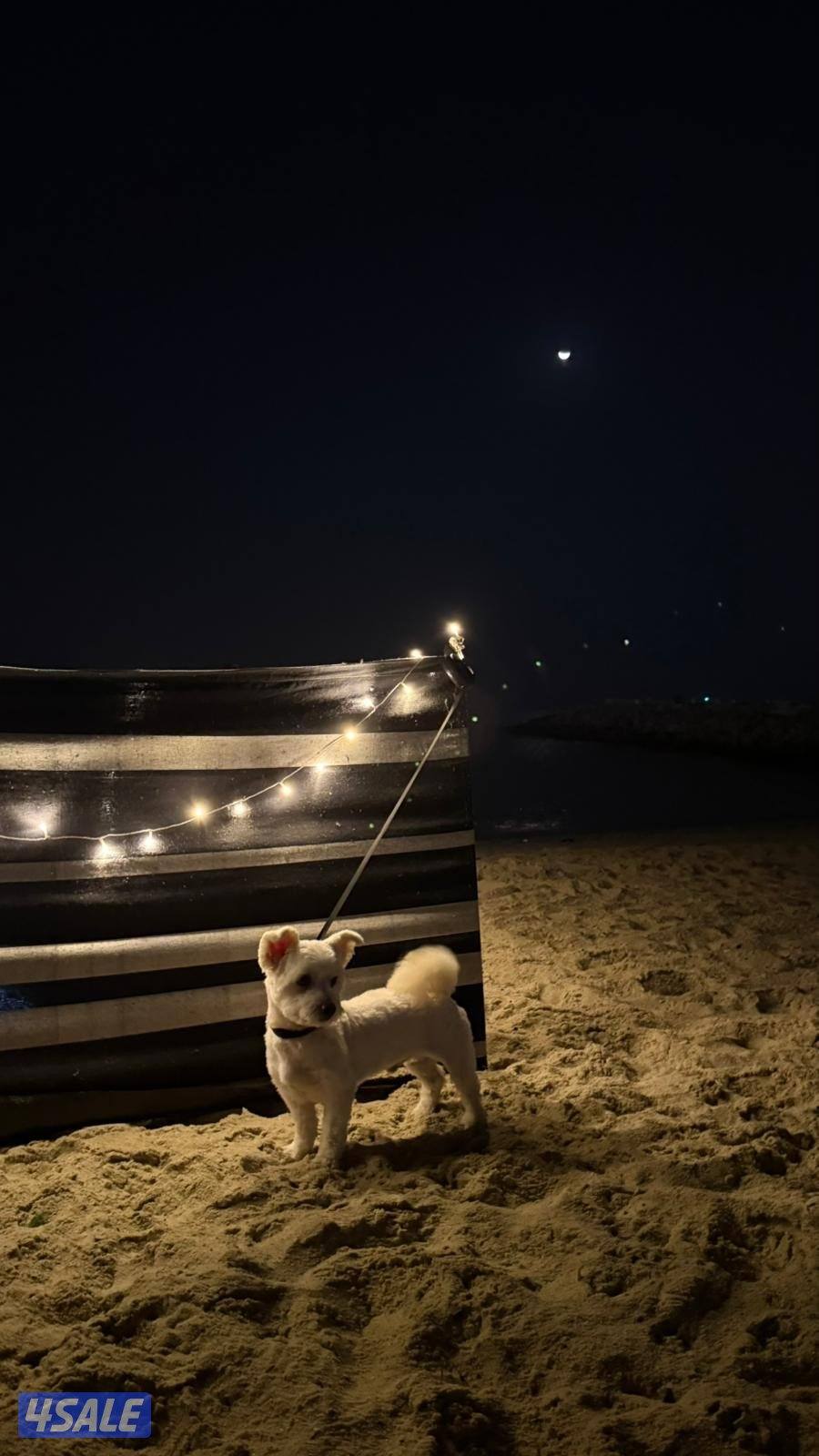 للبيع 🐶 مالتيز1