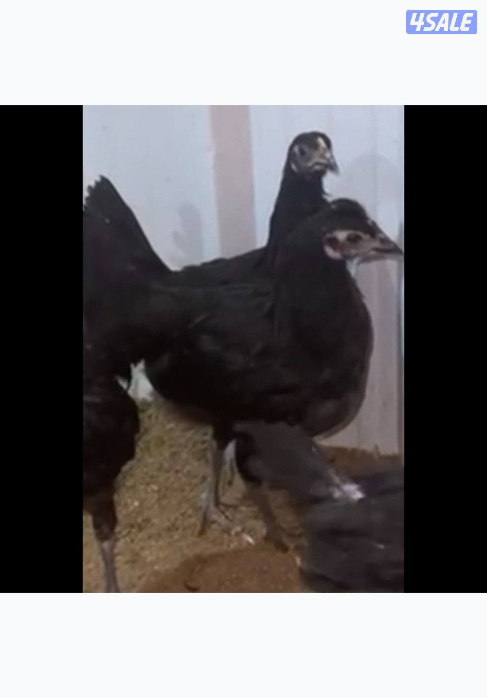 للبيع دجاج عقارب عراقي0