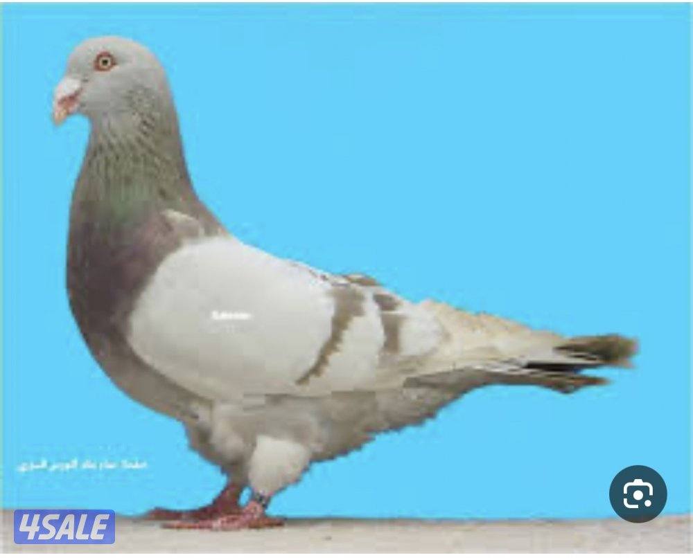 مطلوب حمام رومن0