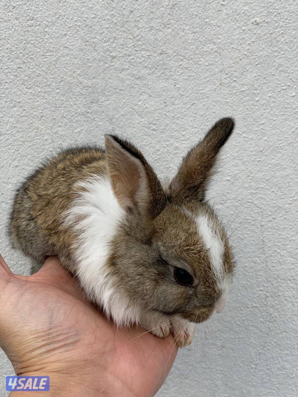 للبيع ارانب فرنسية صغار 🐰0