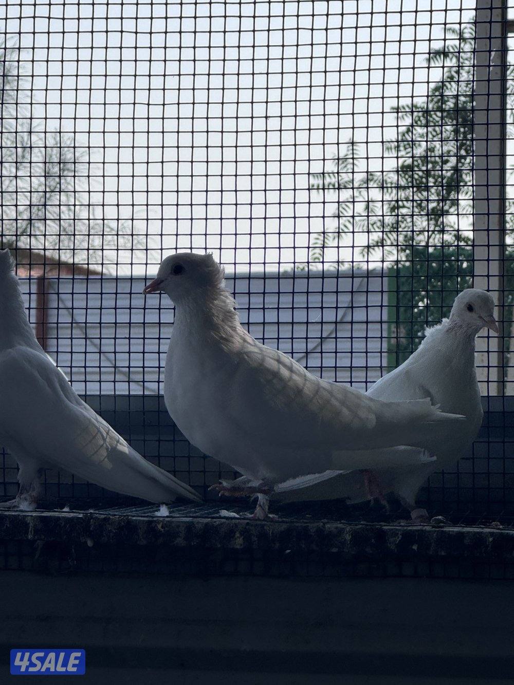 للبيع ازواج وقواق ولاهور0