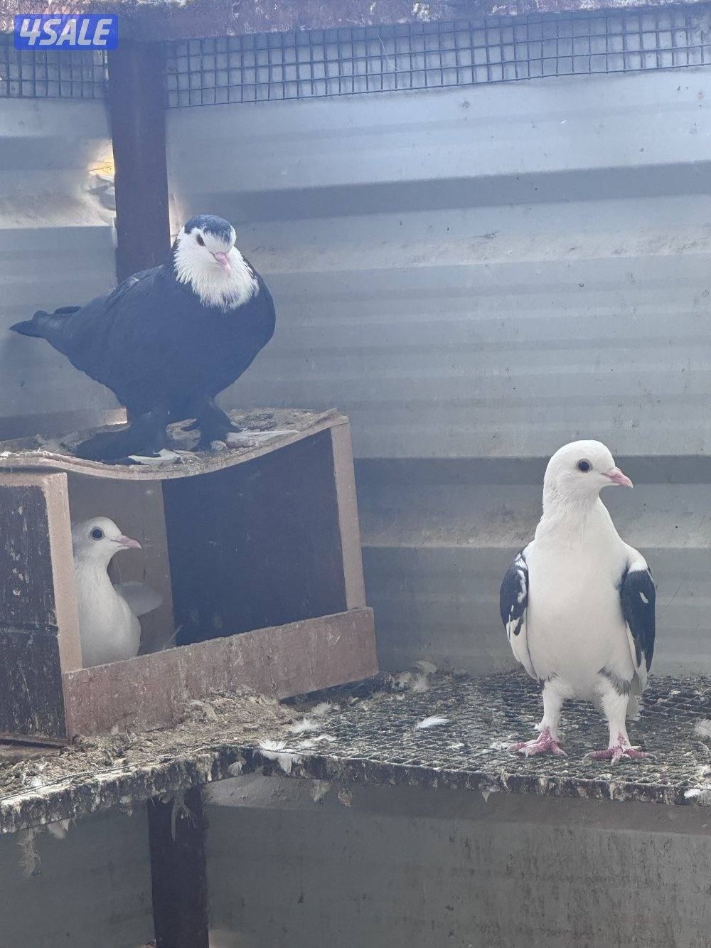 للبيع ازواج وقواق ولاهور1