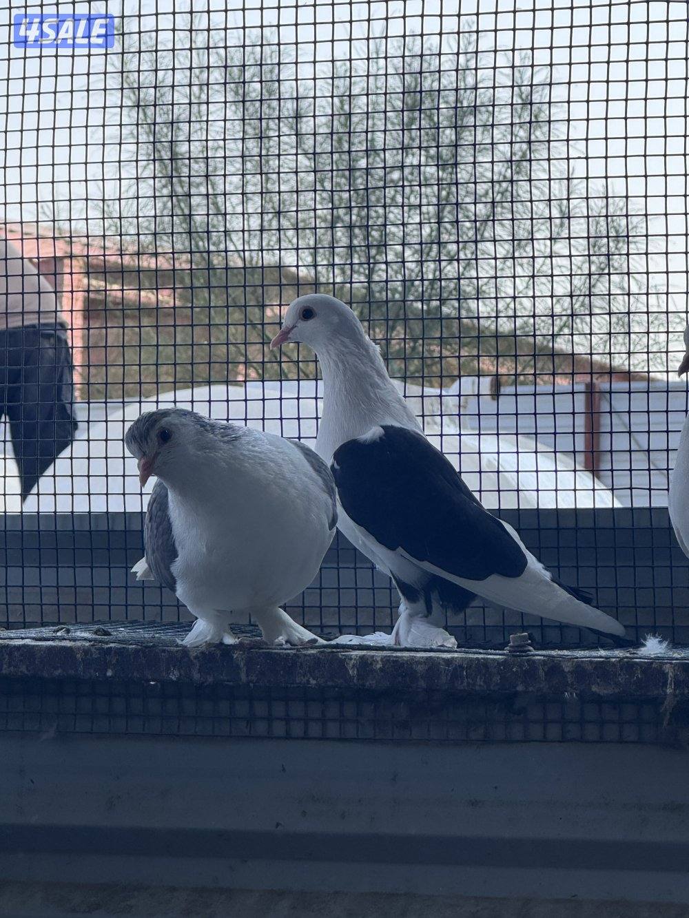 للبيع ازواج وقواق ولاهور2