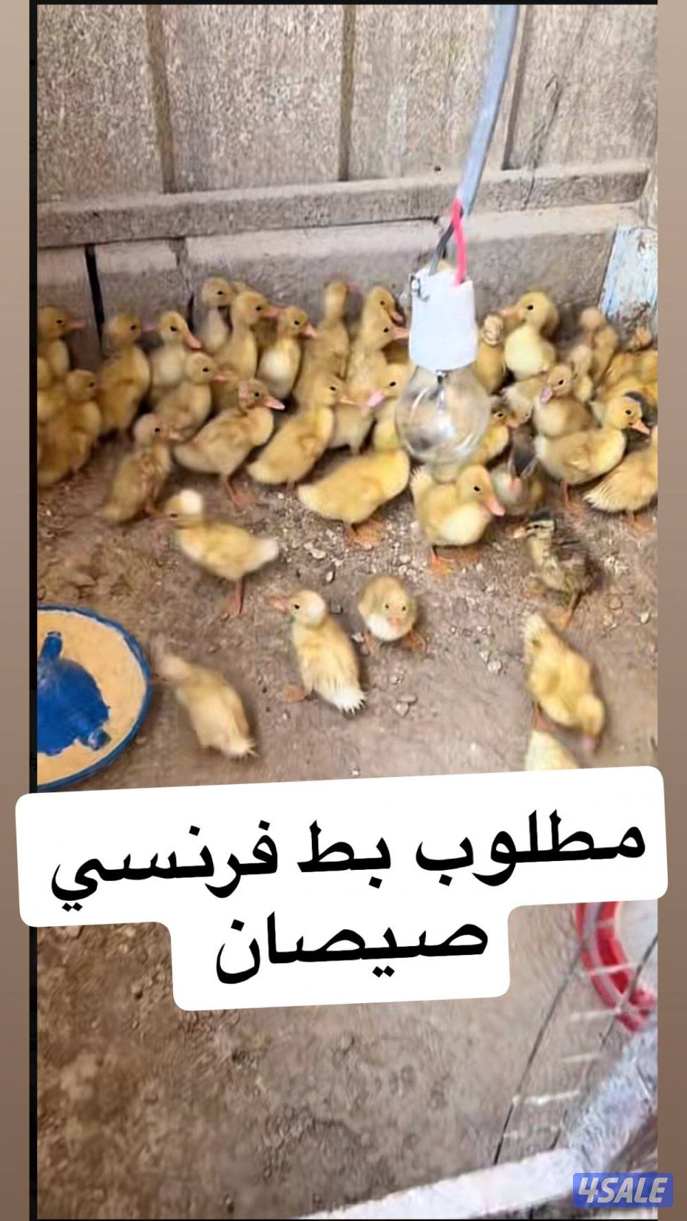 مطلوب بط فرنسي صيصان0