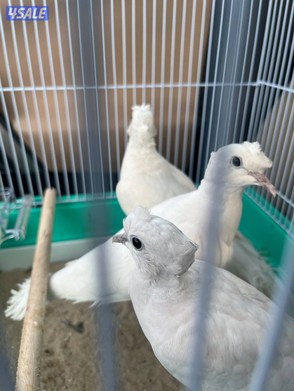 بلبل و ياكريم1