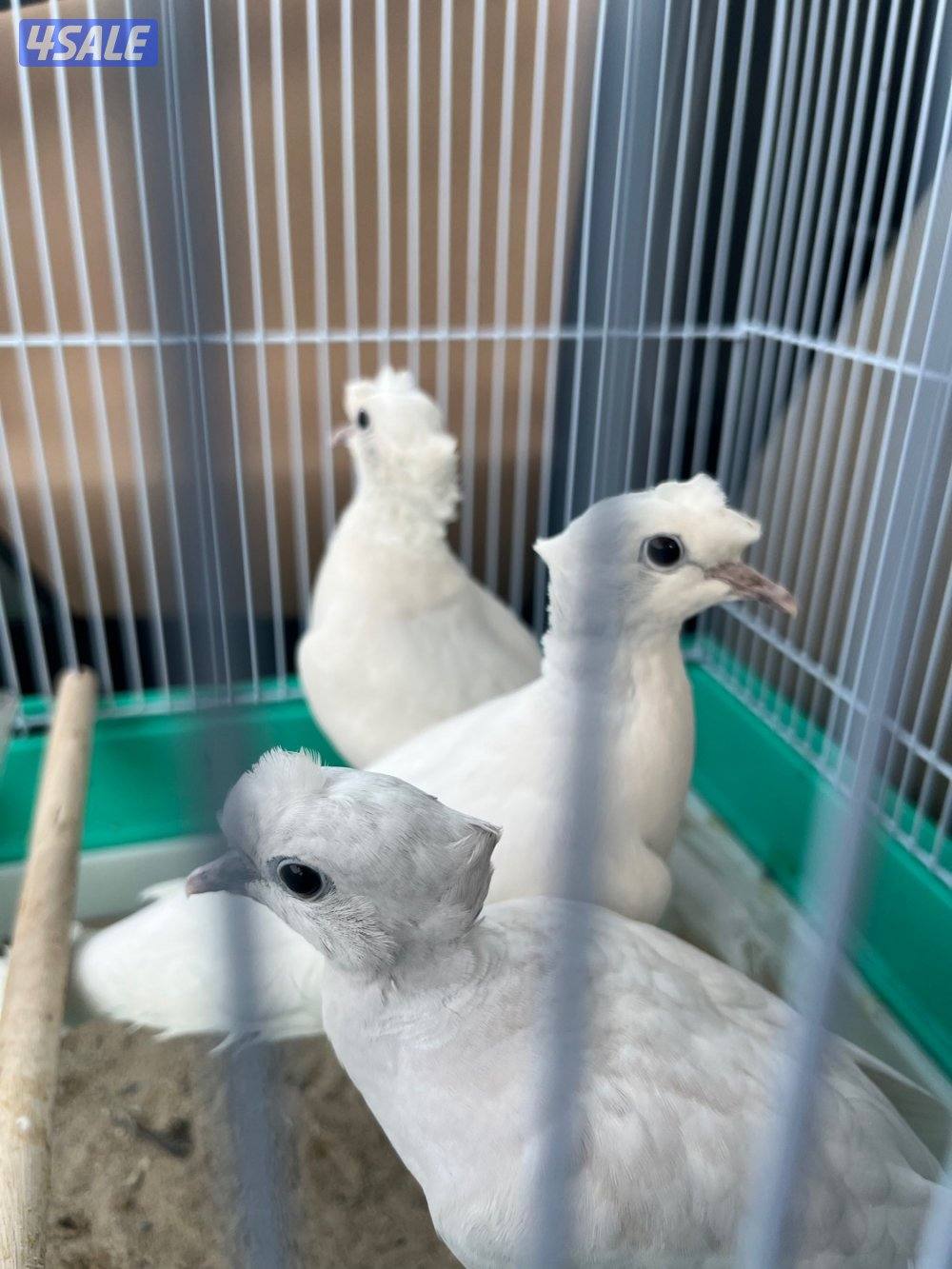 بلبل و ياكريم2