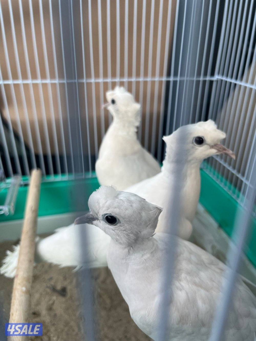 بلبل و ياكريم3