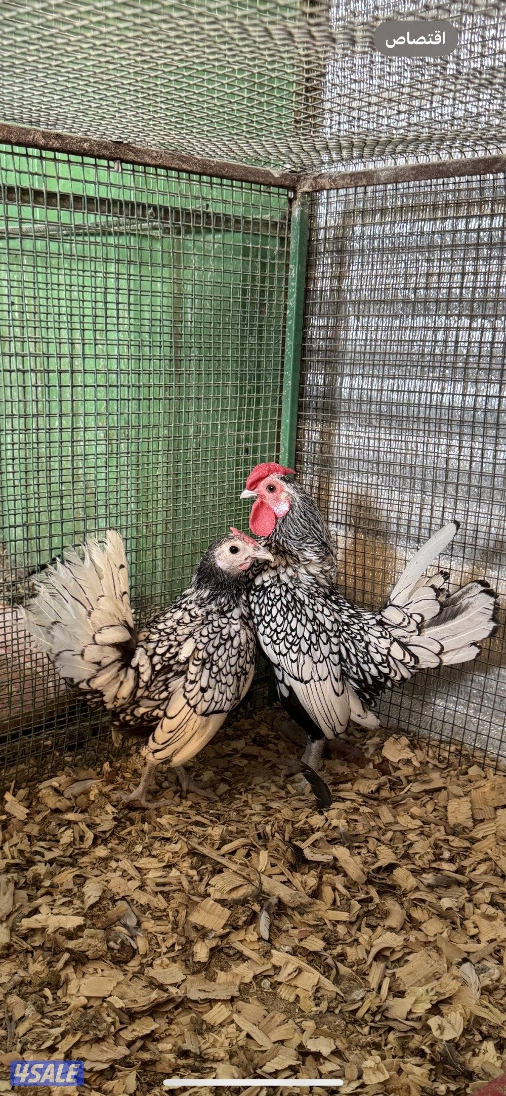 ثلاث انواع دجاج0