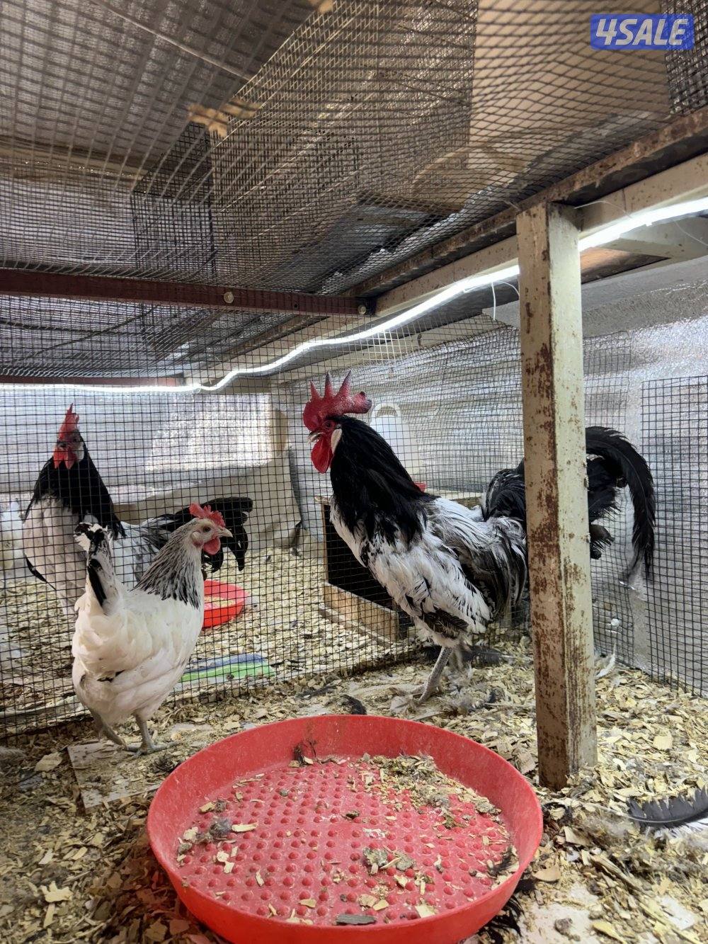 ثلاث انواع دجاج1