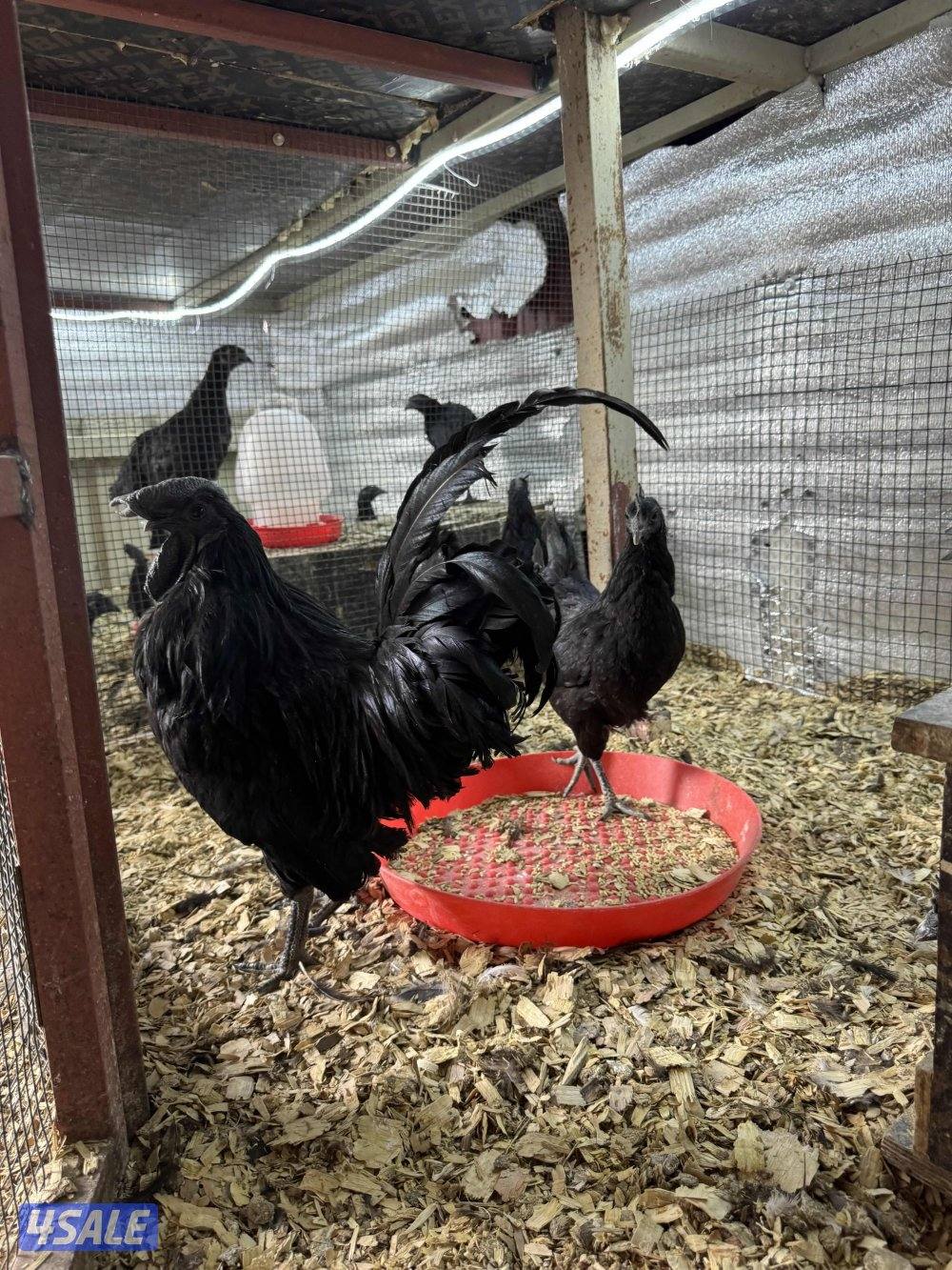 ثلاث انواع دجاج2