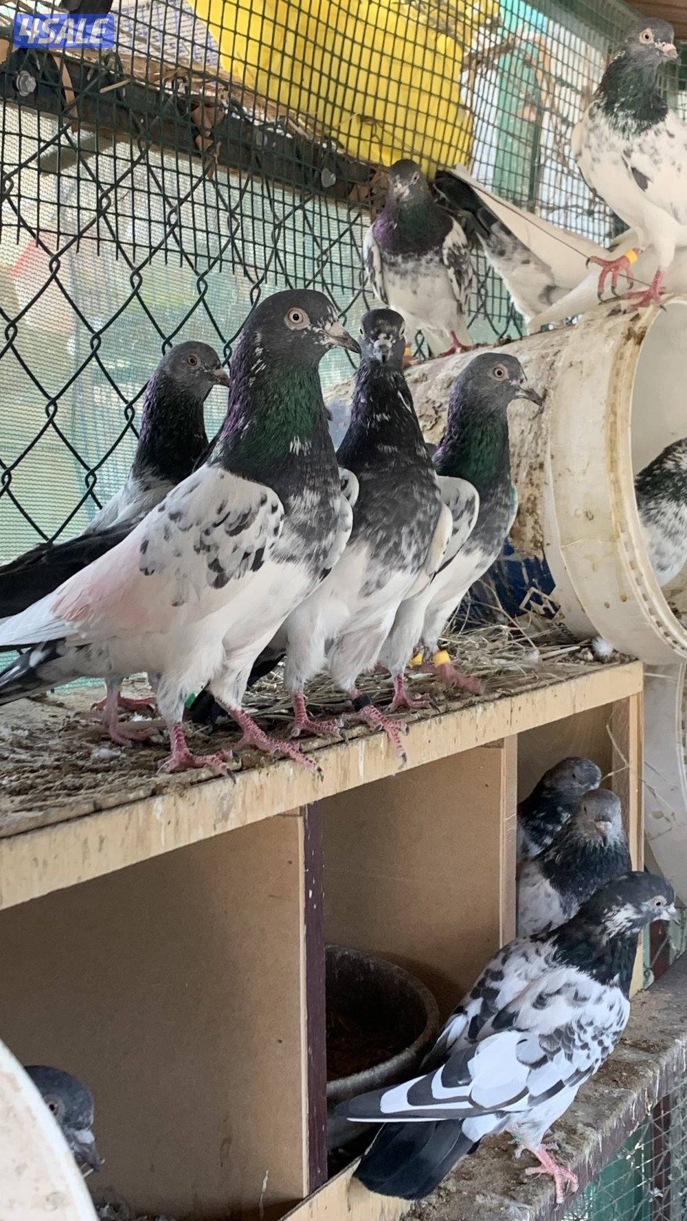 للبيع حمام بكستاني1